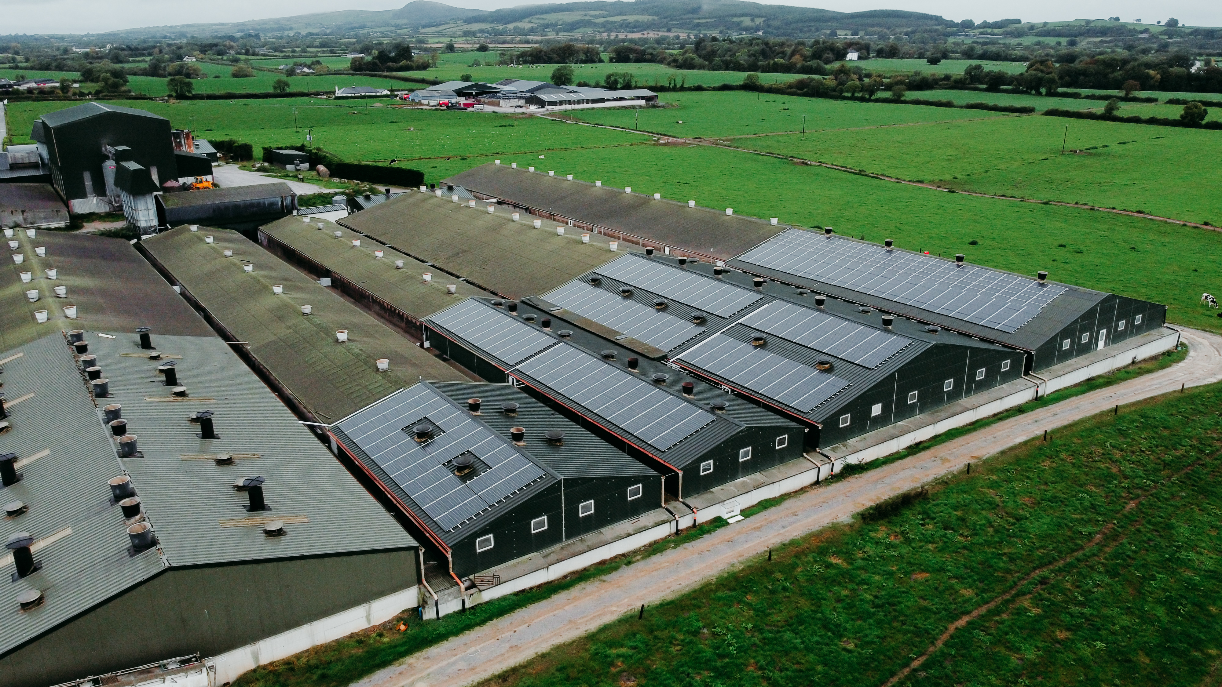 Pig Farm Hanrahans 4